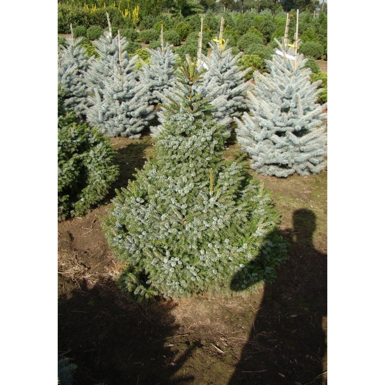 Serbgran – Picea omorika 'Nana' - 100-125 CM WRB